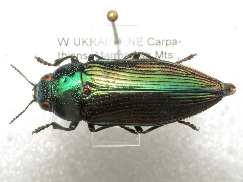 Eurythyrea austriaca Linnaeus, 1767